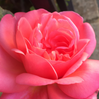 Adriana Molina, Psychologist